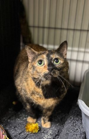 Gizmo (frmly Cherry), Adult Female Domestic Short Hair