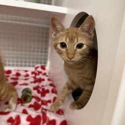 Clementine, Baby Female Domestic Short Hair