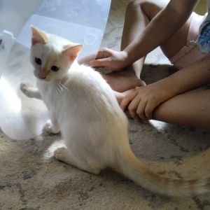 Piglet, Baby Female Domestic Short Hair
