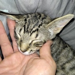 Cougar, Baby Male Domestic Short Hair