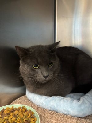 Tom, Adult Male Domestic Short Hair