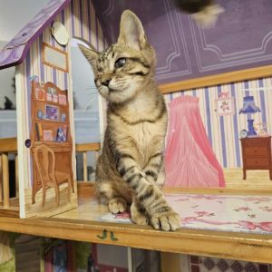 Pix, Baby Female Domestic Short Hair