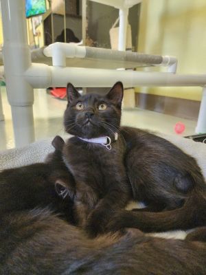Tabasco, Baby Male Domestic Short Hair
