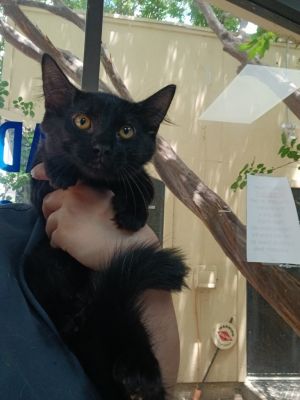 1 (UNO), Baby Male Domestic Medium Hair