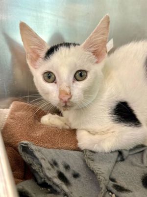 Frezno, Baby Male Domestic Short Hair