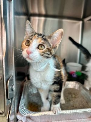 Jerry, Baby Female Domestic Short Hair