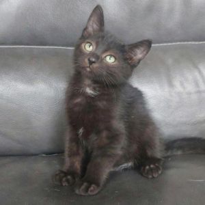 Miracle, Baby Male Domestic Short Hair