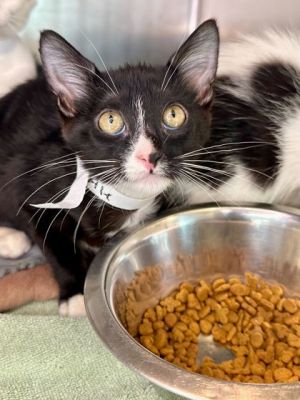 Ale, Baby Female Domestic Short Hair
