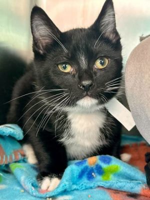 Slim Shady, Baby Male Domestic Short Hair