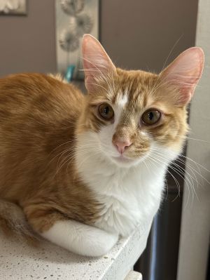 Fred, Adult Male Domestic Short Hair