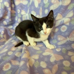 Parsley (PetSmart), Baby Male Domestic Short Hair