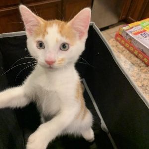 Chicken, Baby Male Domestic Short Hair