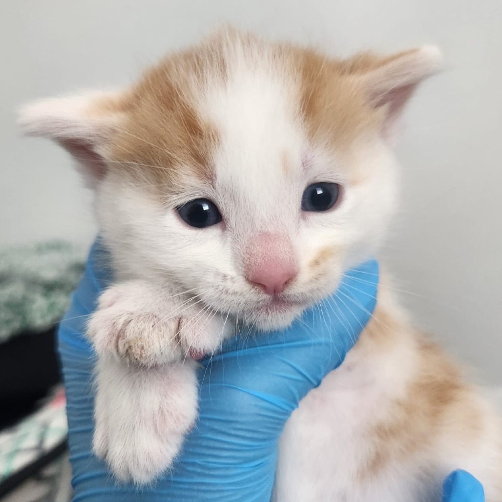 Chicken, an adoptable Domestic Short Hair in Talent, OR, 97540 | Photo Image 2