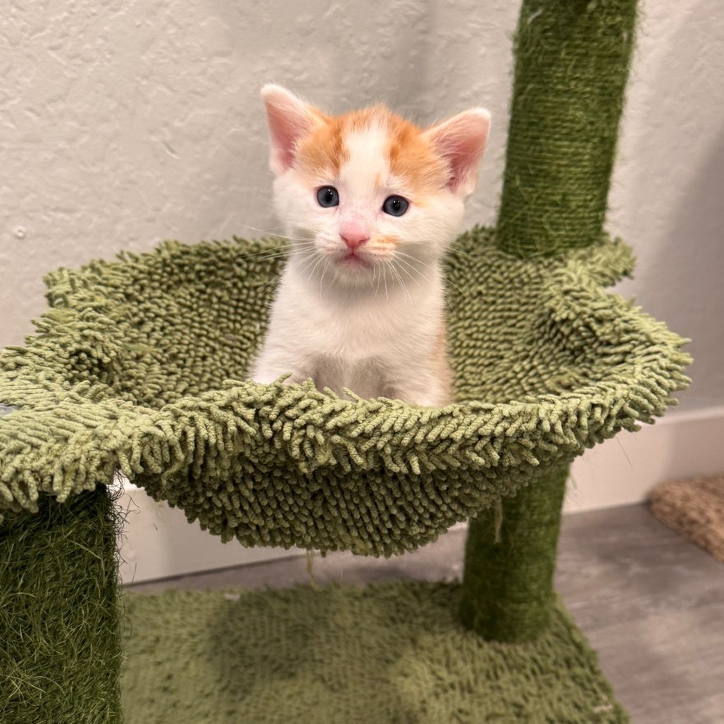 Chicken, an adoptable Domestic Short Hair in Talent, OR, 97540 | Photo Image 3