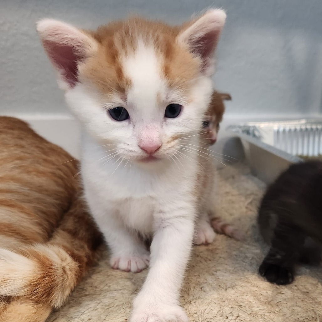 Chicken, an adoptable Domestic Short Hair in Talent, OR, 97540 | Photo Image 4