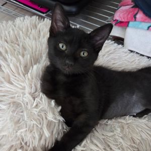 Katya, Baby Female Domestic Short Hair