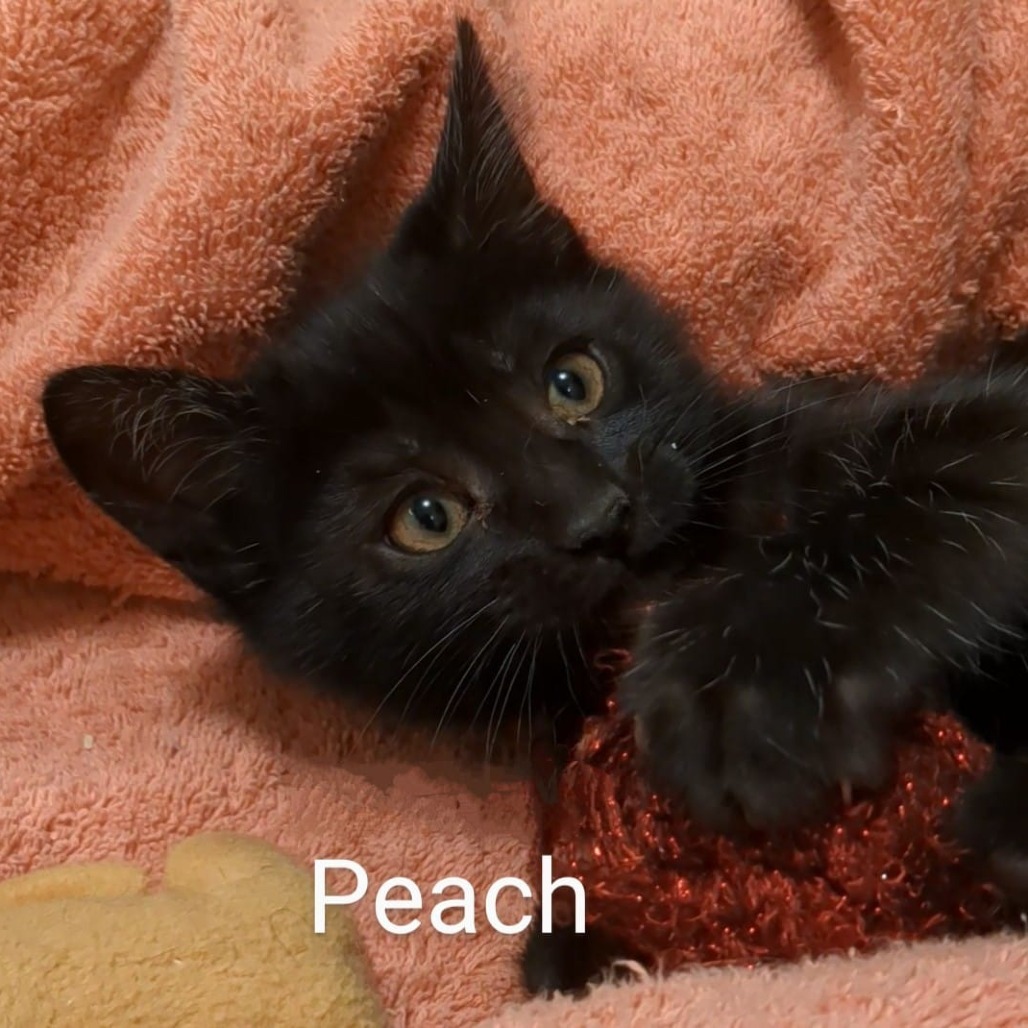 Peach (pink), an adoptable Domestic Short Hair in Talent, OR, 97540 | Photo Image 1