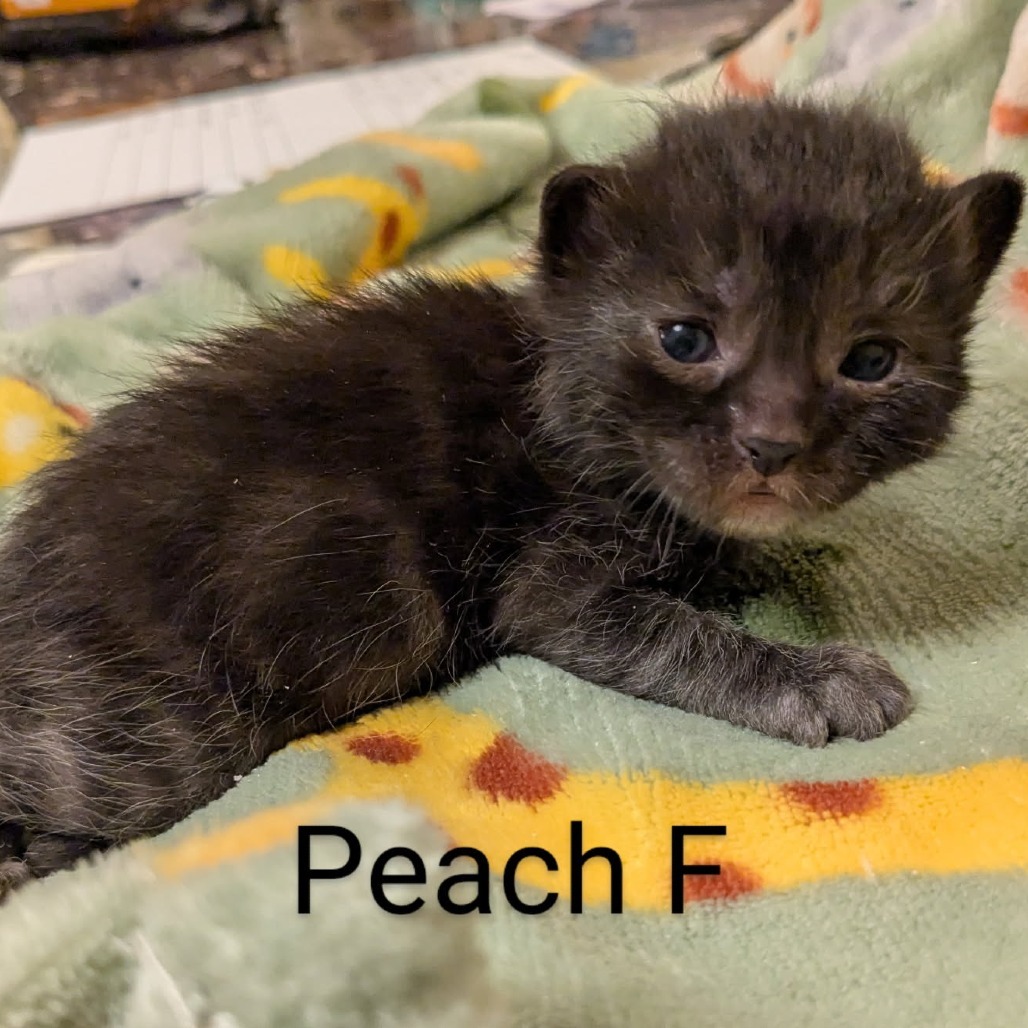 Peach (pink), an adoptable Domestic Short Hair in Talent, OR, 97540 | Photo Image 2