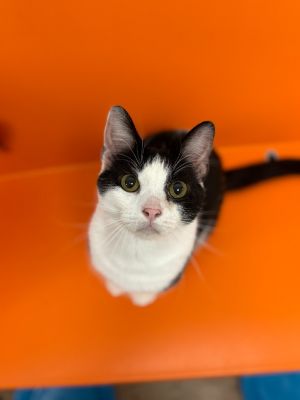Bucko, Young Male Domestic Short Hair