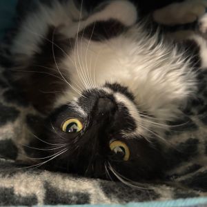 Lowen, Young Female Domestic Medium Hair