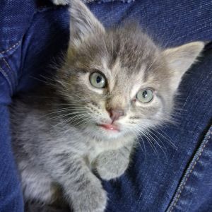 Juniper, Baby Female Domestic Short Hair