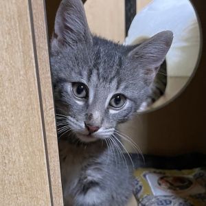 Ambrose (and Adrian) Domestic Short Hair Cat