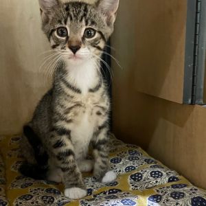 Adrian (and Ambrose) Domestic Short Hair Cat