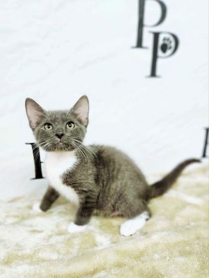 John, Baby Male Domestic Short Hair