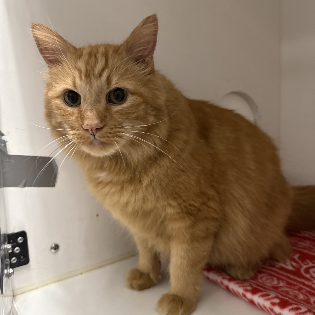 HACC-Stray-29389