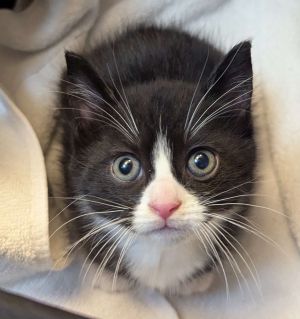 Fern, Baby Male Domestic Short Hair