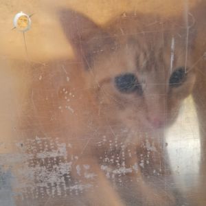 Tumeric, Adult Male Domestic Short Hair