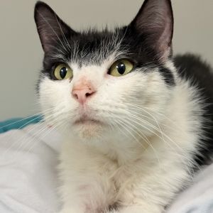 Ryuga, Adult Female Domestic Short Hair