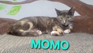Momo, Young Female Domestic Short Hair