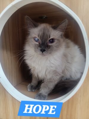 Hope, Young Female Domestic Short Hair