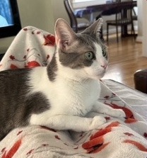 Hazel