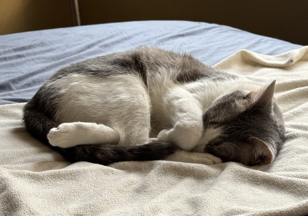 Hazel