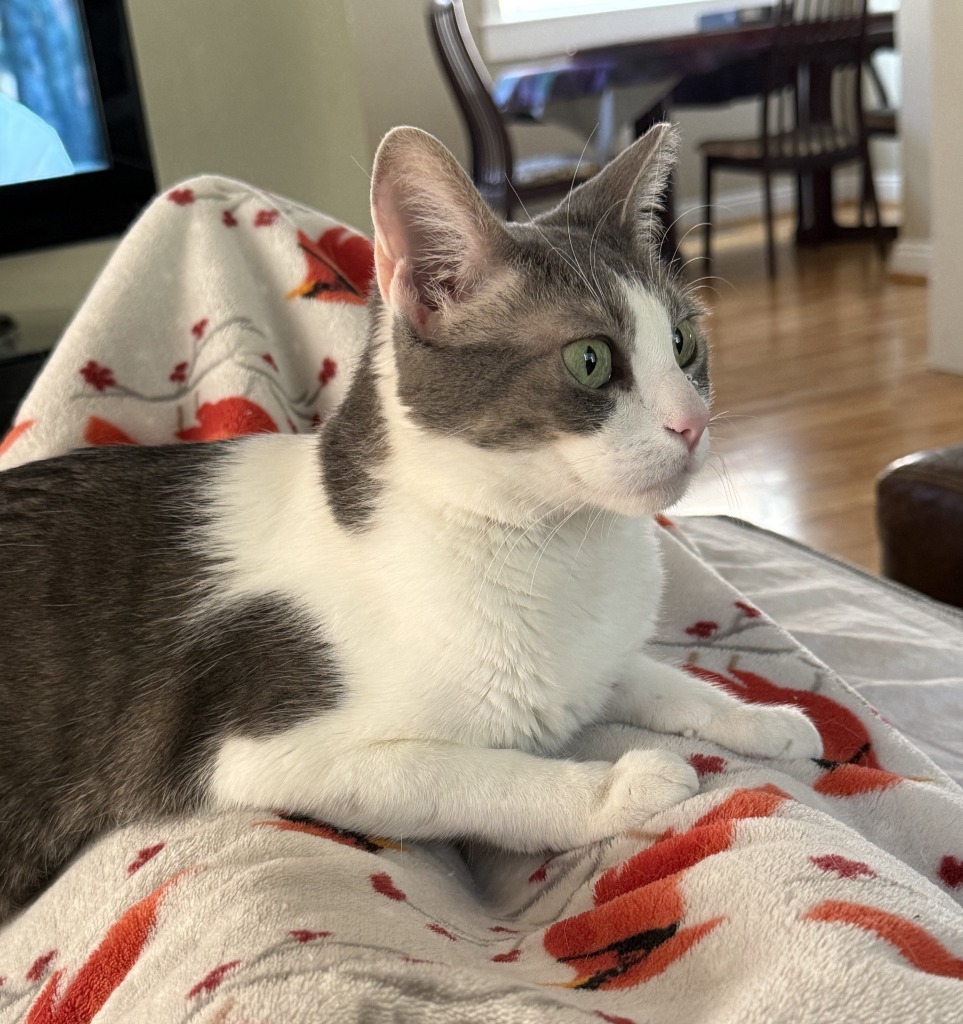 Hazel