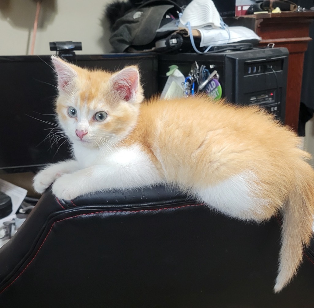 Marmalade