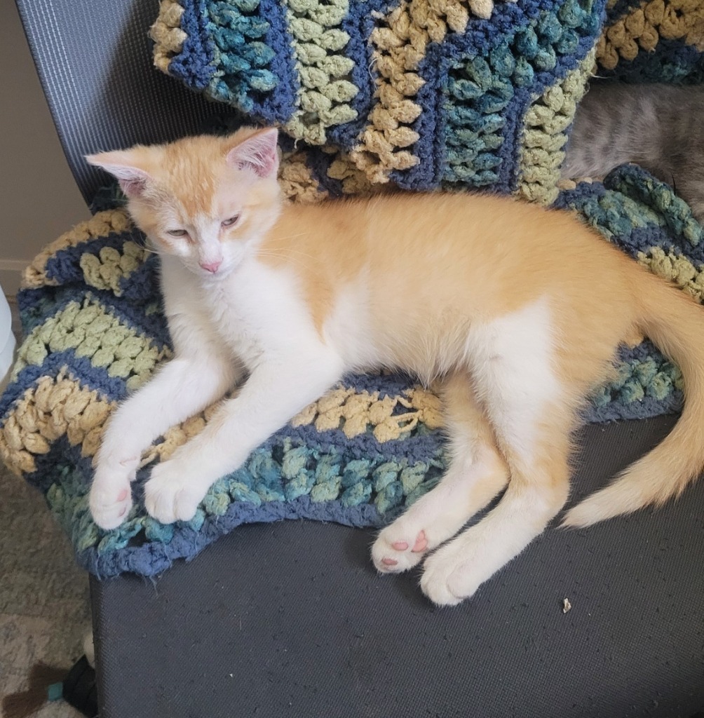 Marmalade