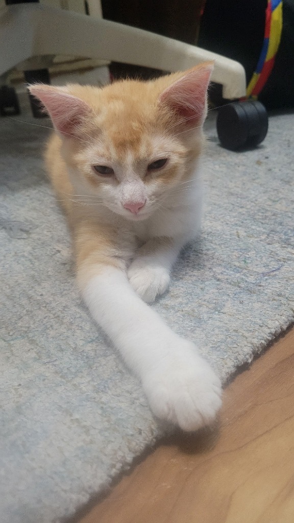 Marmalade