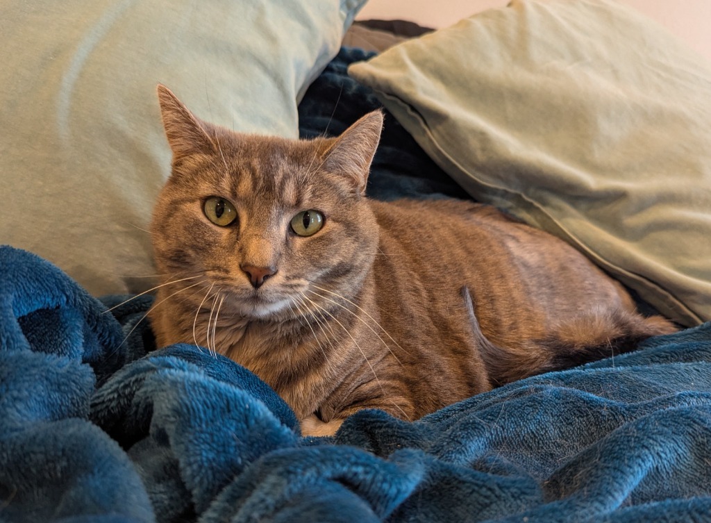 Queen Tigress