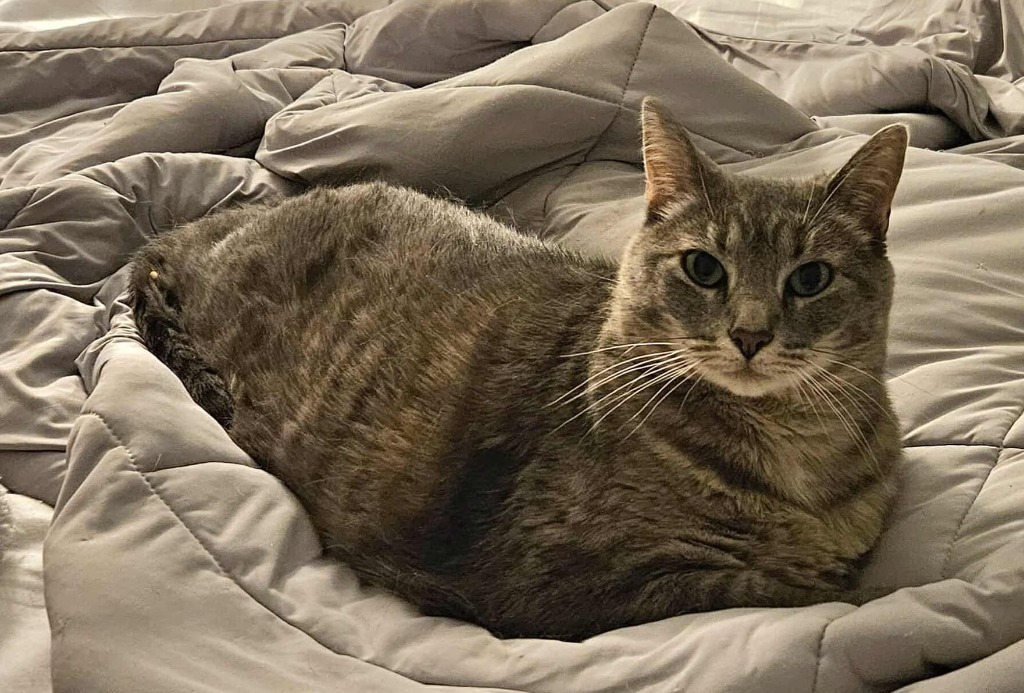 Queen Tigress