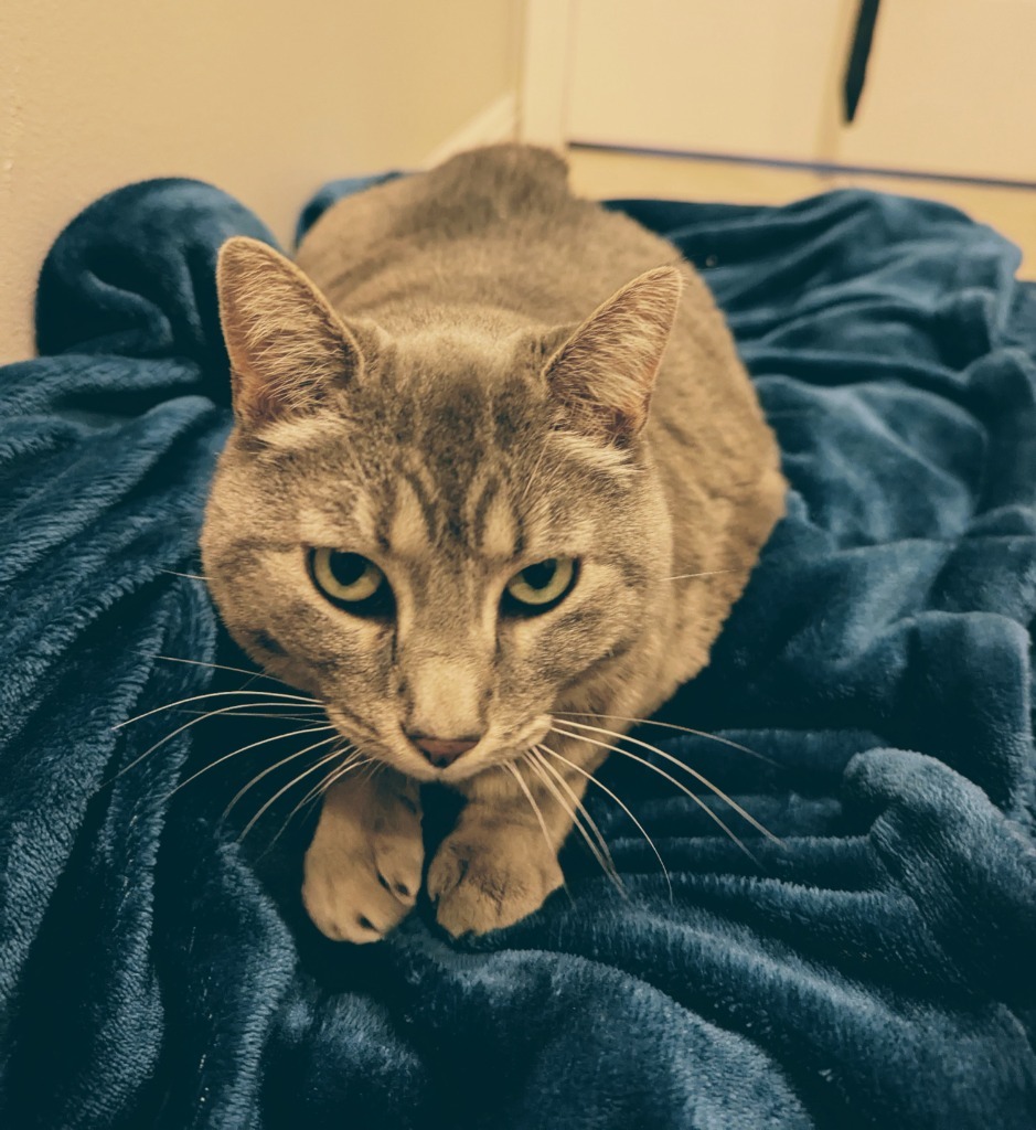 Queen Tigress