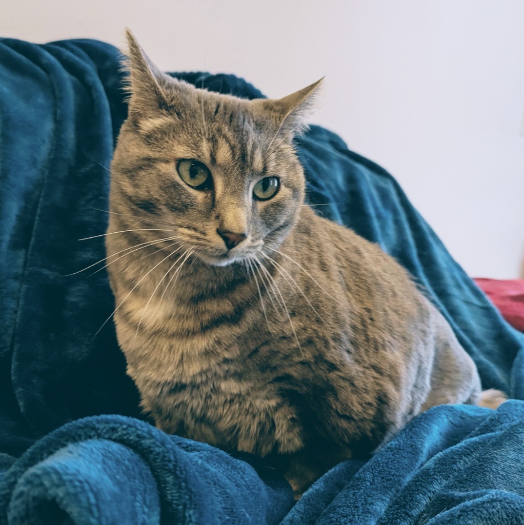 Queen Tigress