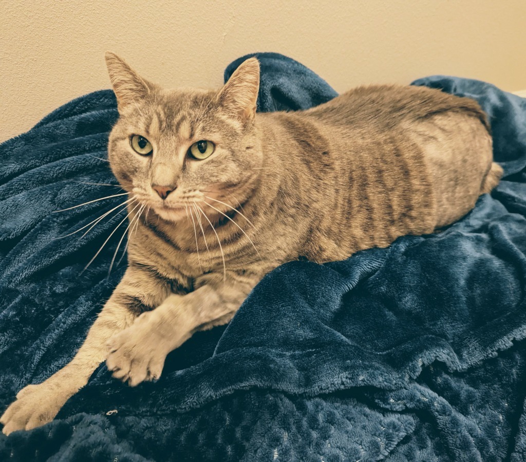 Queen Tigress