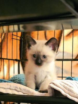 Pebbles Siamese Cat