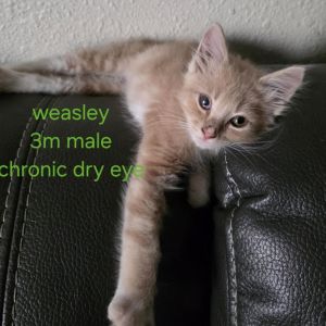 All catskittens will be spayedneutered unless spayneuter contract is signed with additional depos