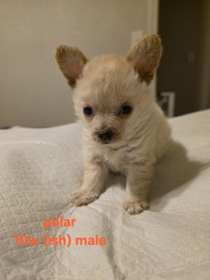 Meet Polar the Tiny Dynamo This adorable teacup PomChi is packed with spark spunk and endless per