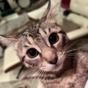 Moliere, Baby Male Domestic Short Hair