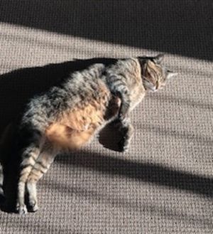 Stanley, Senior Male Domestic Short Hair